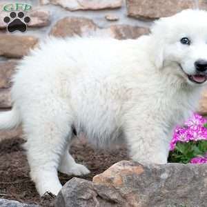 LEGEND, Maremma Sheepdog Puppy